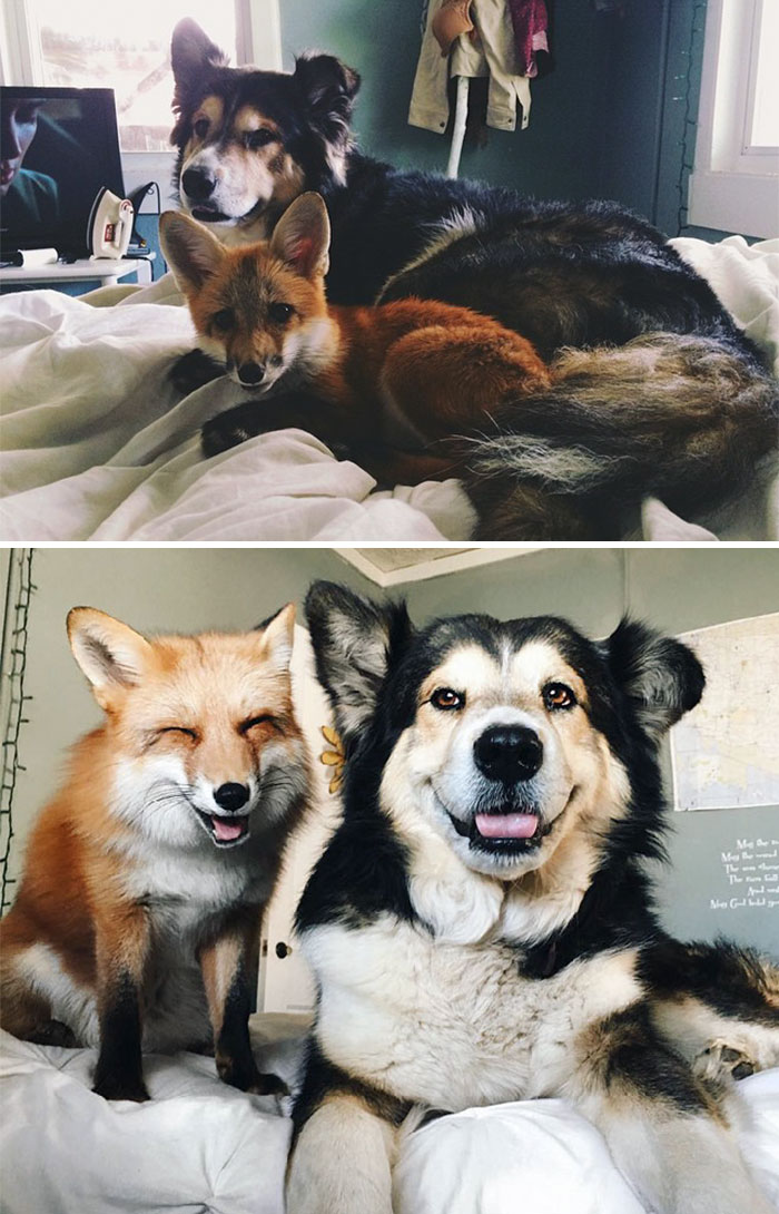50 Heart-Warming Photos of Animals Growing Up Together - Juniper The Fox And Moose