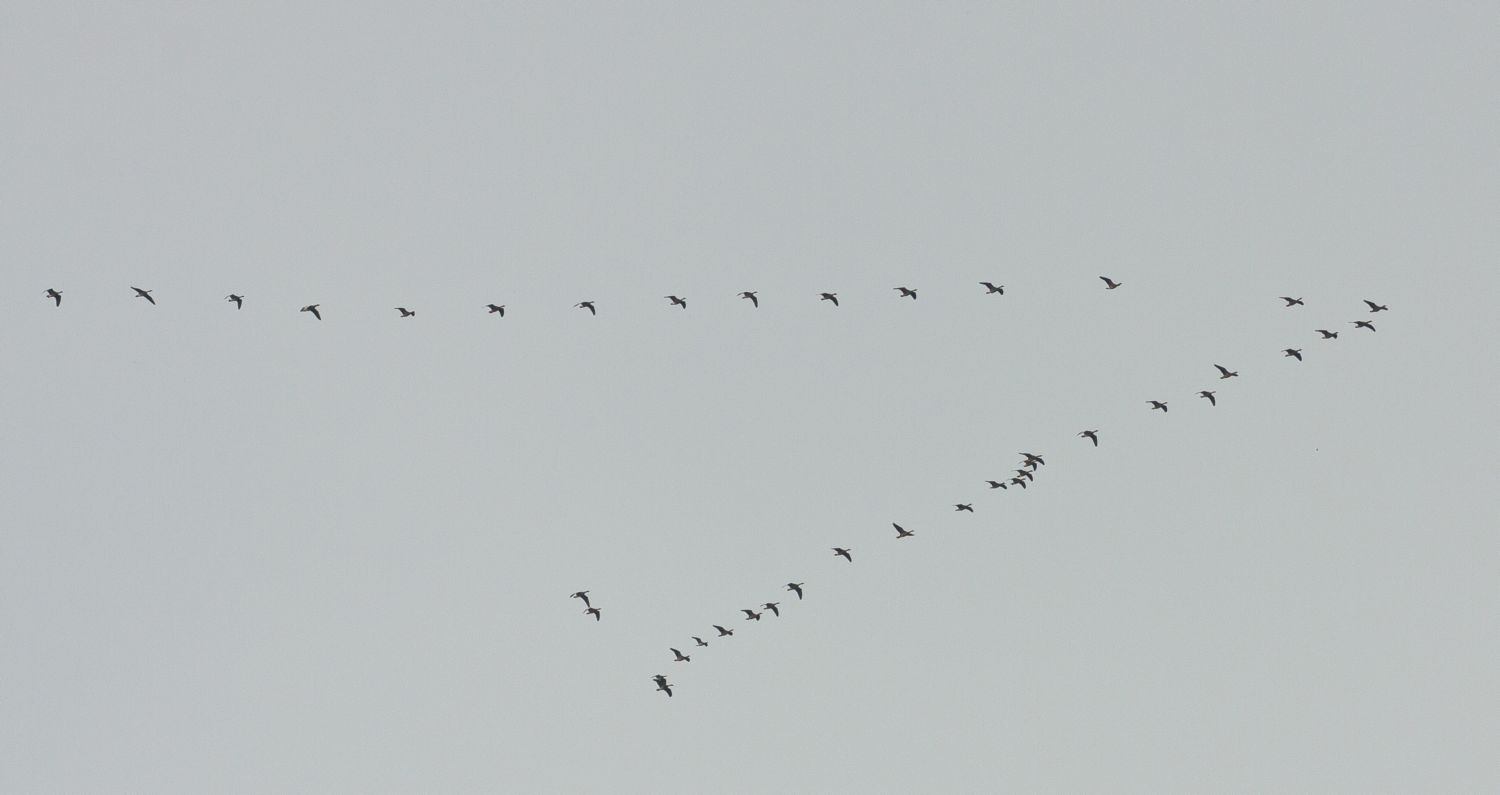 Журавль карикатура. Построение клином войск. Тактика боя рыцарей. Идти клином. Журавль карикатура.