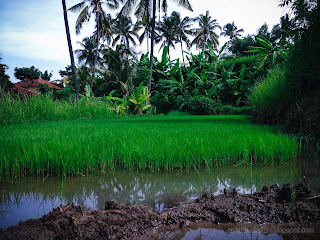 Fresh Green View Of Rice Seedling Nursery In The Rice Field At Ringdikit Village, North Bali, Indonesia