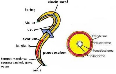 Reproduksi phylum nemathelminthes. Bio La a a a a a A