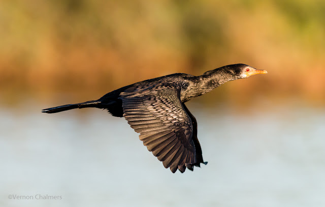 Starting out with Birds in Flight Photography - Reed Cormorant: Canon EOS 70D / EF 400mm f/5.6L USM Lens