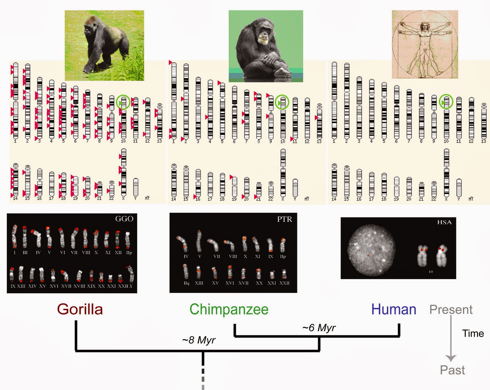 При расшифровке генома мартышки 40. Геном человека и шимпанзе. Хромосомы человека и шимпанзе. Сравнение генома человека и шимпанзе. Сравнение ДНК человека и шимпанзе.