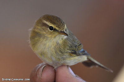 Mosquiter comú (Phylloscopus collybita)