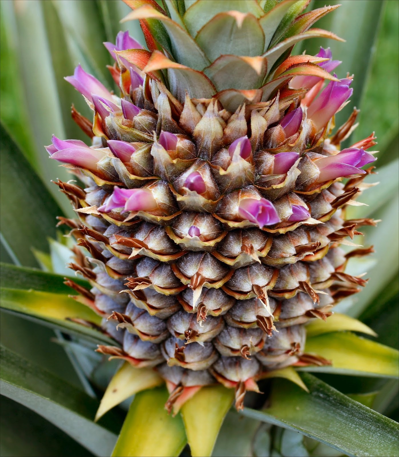 Pineapple is NOT a "simple" fruit...