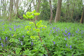 Wood Spurge, Euphorbia amygdaloides, among Bluebells, Hyacynthoides non-scripta. Lilly's Wood, 28 April 2012.