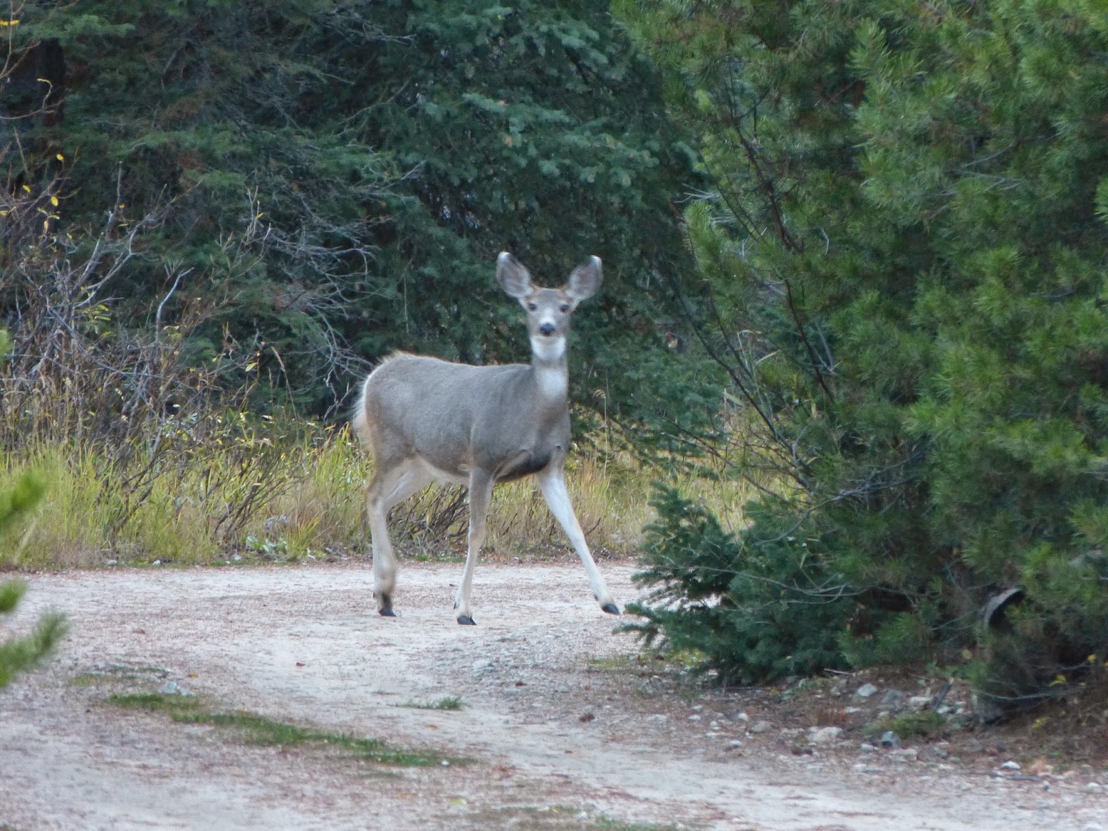 Treasure Seekers Iron Creek Camping in Stanley Idaho Day One