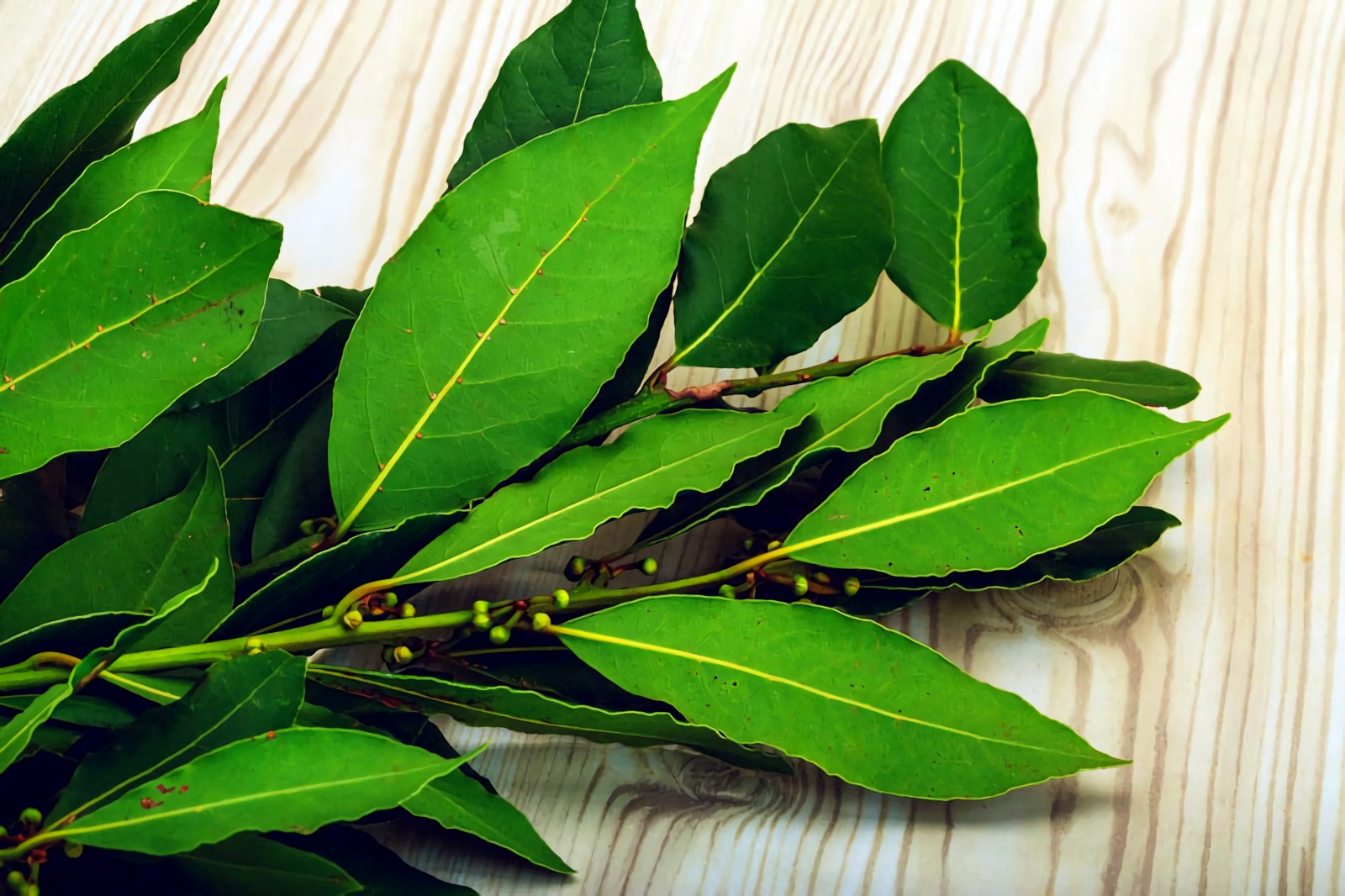 Laurel/Bay Leaf