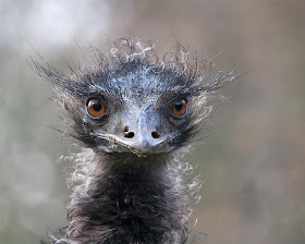 Beautiful Wildlife Photography