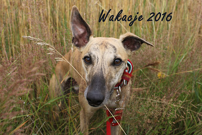 Wakacje 2016 - podsumowanie