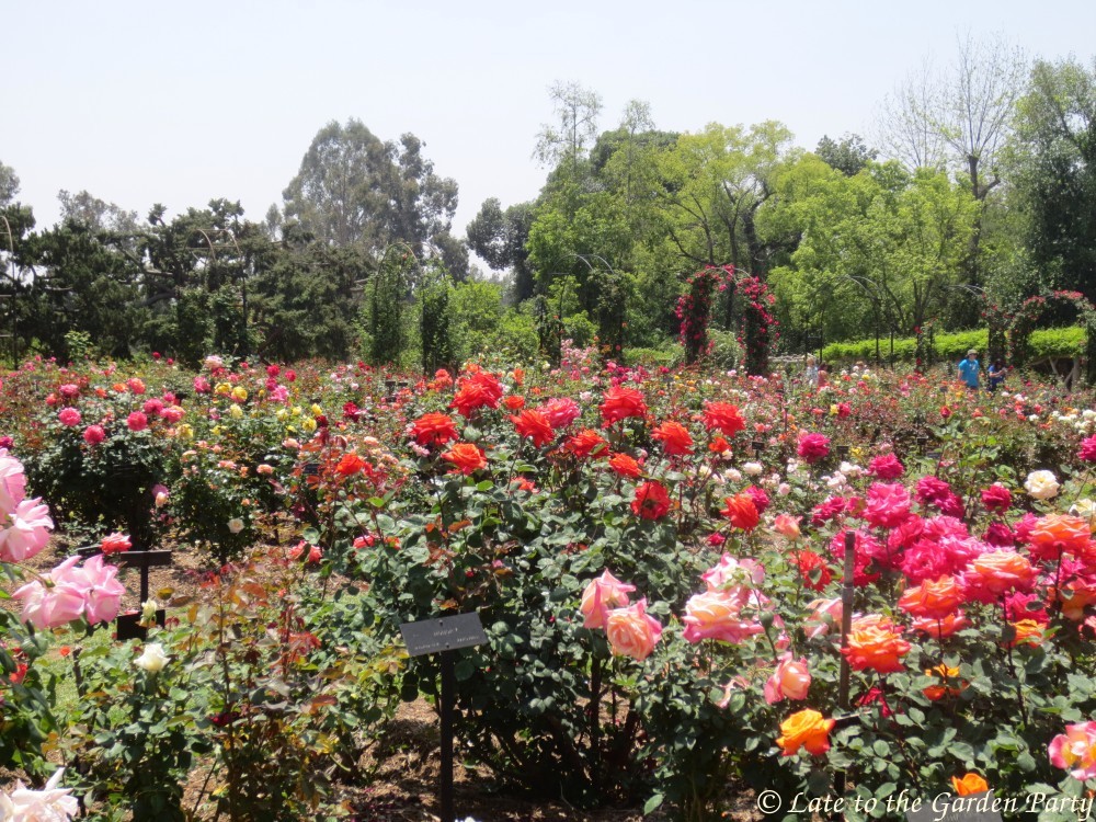 Late to the Garden Party April Visit to The Huntington