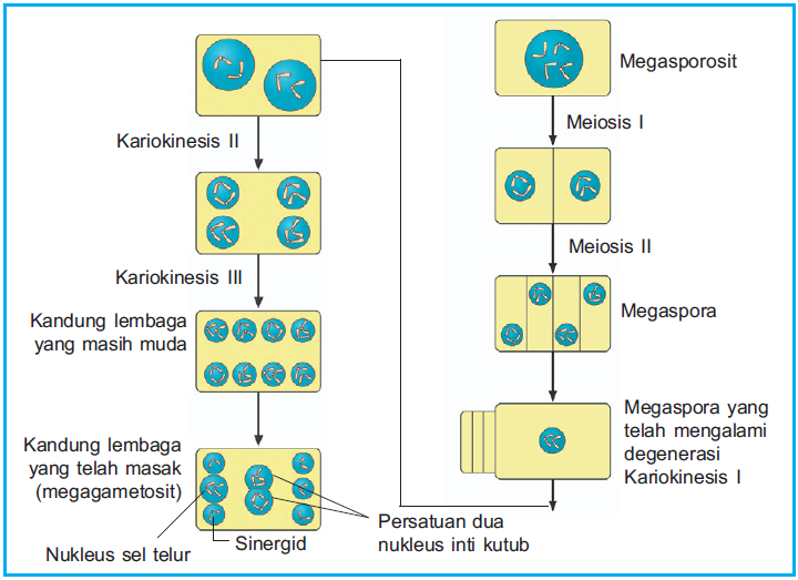 Hasil gambar untuk proses mikrosporogenesis pada tumbuhan berbiji