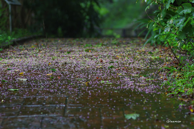 颱風過後九芎花落滿仍是溼潤的步道