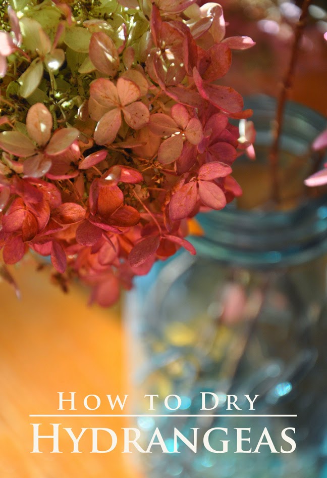 How to dry hydrangeas - Our Tiny Nest