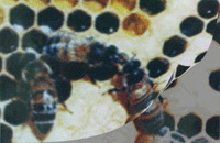Khasiat Mengagumkan Propolis yang Dihasilkan Lebah