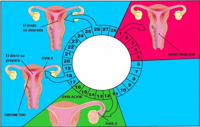 Cuántos días dura una menstruación