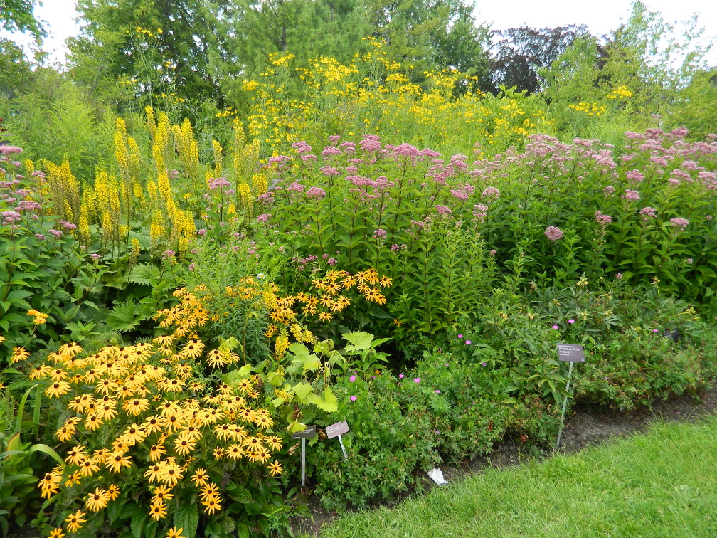 Plant Pictures Buddleja Davidii Nanho Blue Butterfly Bush