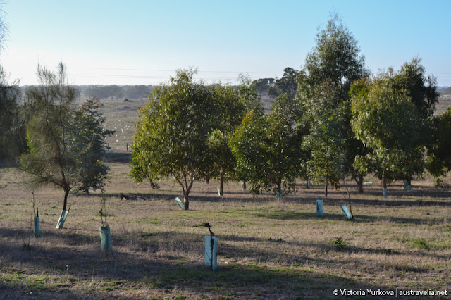 Wirreanda campground, Naracoorte National Park, South Australia Lazy morning kangaroos at Wirreanda campground
