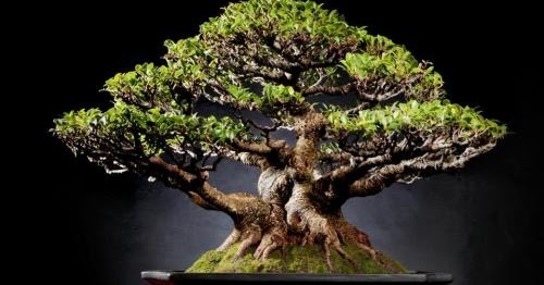 Cara Membuat Bonsai Kimeng