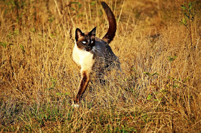 Scodinzolo Le 10 Migliori Razze Di Gatti Parte Seconda