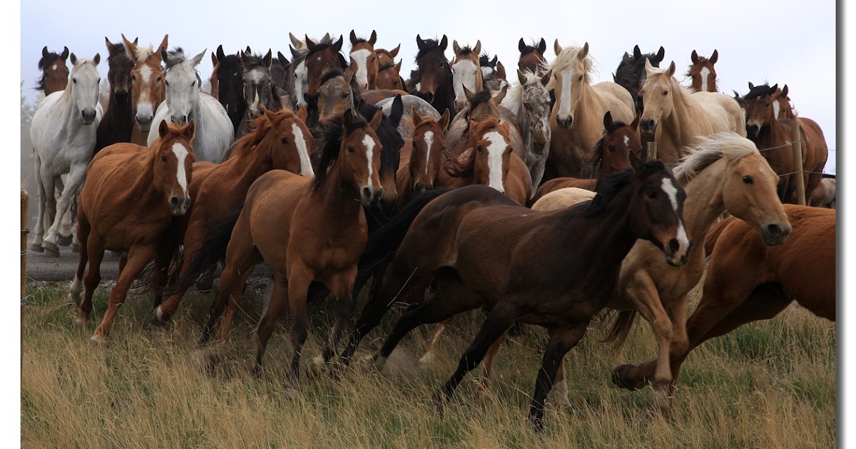 A Veterinarian\u0026#39;s Take: Swift Dam, last best novel review