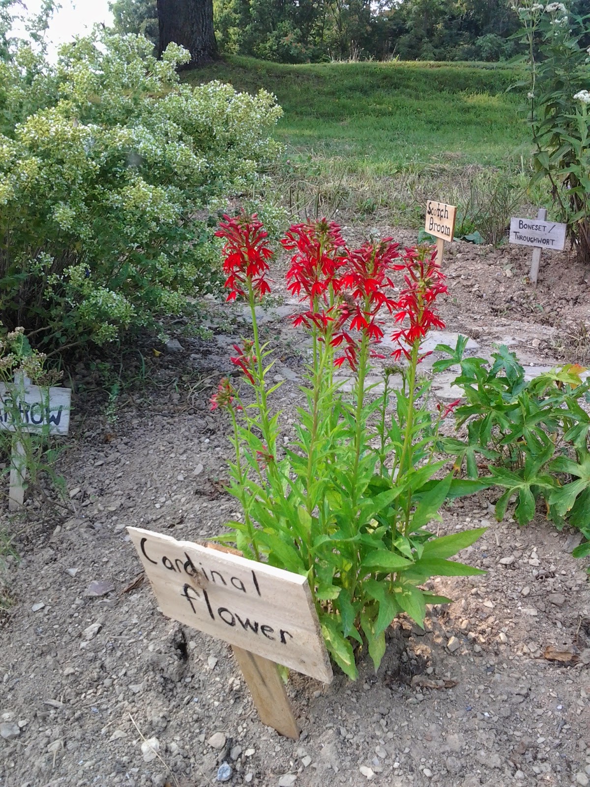 A Garden of Antietam Cardinal Blooms