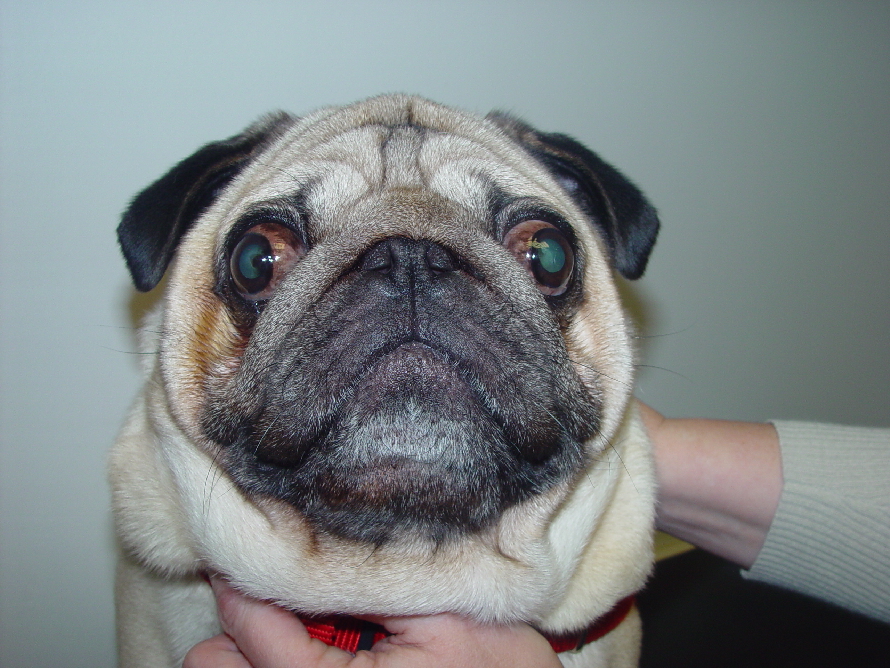 vet science Pug Eye Problem (Case)