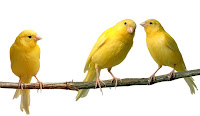 Bir dal üzerindeki üç sarı kanarya kuşu