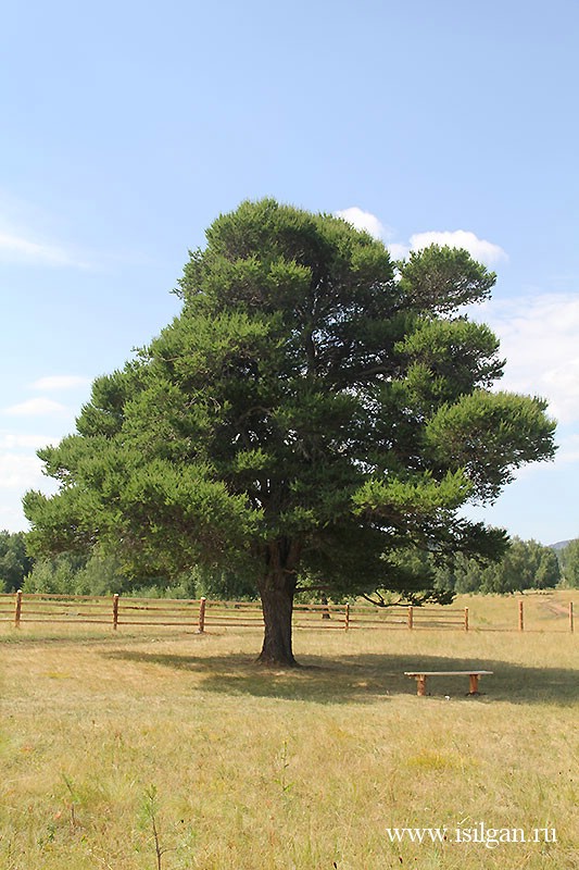 Кужановские лиственницы башкирия. Какие деревья в башкирии. Кужановские лиственницы абзелиловский район. Деревья растущие в башкортостане. Кужановские лиственницы магнитогорск.
