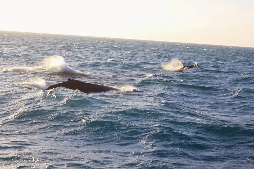 whales brazil abrolhos bahia