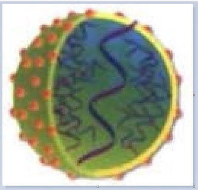 Ilustrasi bentuk hepatitis c virus animasi 3 dimensi, RNA, DNA, Antigen Antibodi gambaran