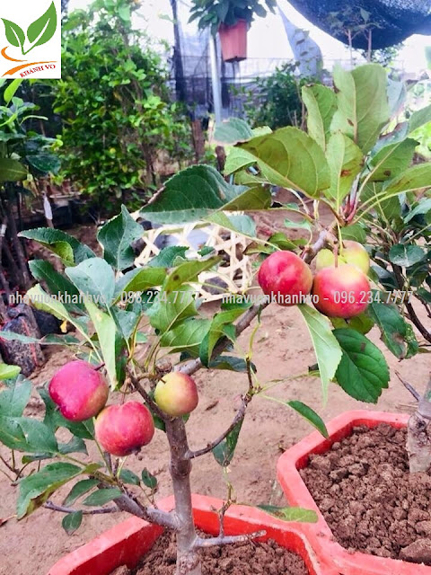 Thú nuôi, cây cảnh: Cây táo lùn say trái trĩu cành, kiểu bonsai siêu đẹp. Tao-my-lun