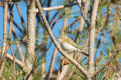 Mosquiter pàl·lid (Phylloscopus bonelli)