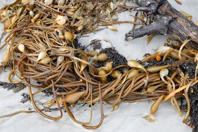 Kelp, Fortescue bay - 19th December 2010