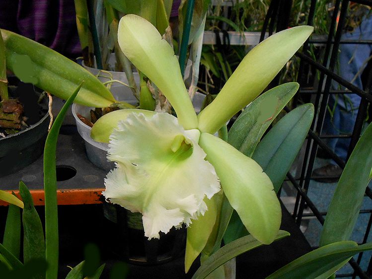 my virtual garden the orchid show 2017