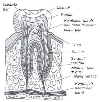 Macam Macam Behel Gigi Beserta Gambarnya