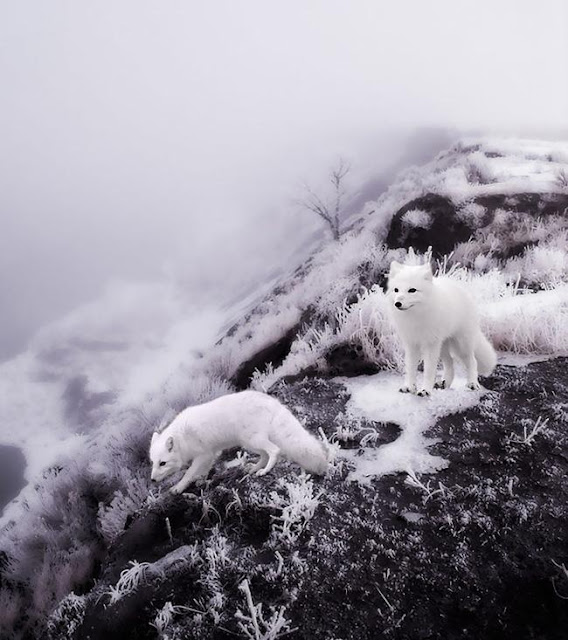 Ngắm nhìn các chú cáo xinh xắn nô đùa bên tuyết trắng