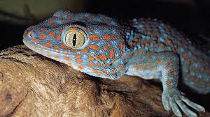 8 Hewan Berkhasiat Obat Hewan digunakan sebagai sumber pengobatan sejak lama 8 Hewan Berkhasiat Obat