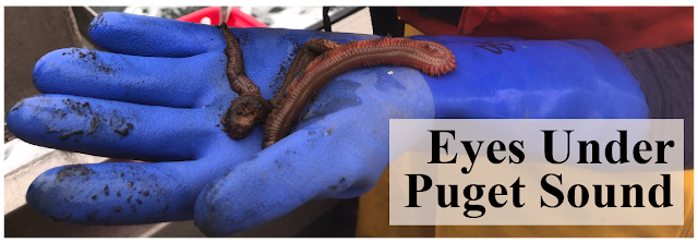 Eyes Under Puget Sound