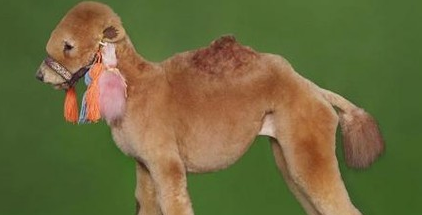 Dog Vs Lion Xxx - kandeej.com: How to dye your dog like a lion, tiger or bear (oh my!)