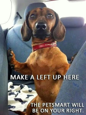 Funny Dog Humor : hang a left up here?