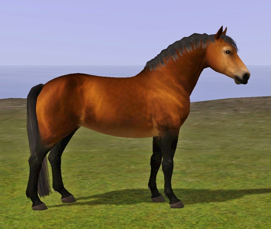 Horse sim