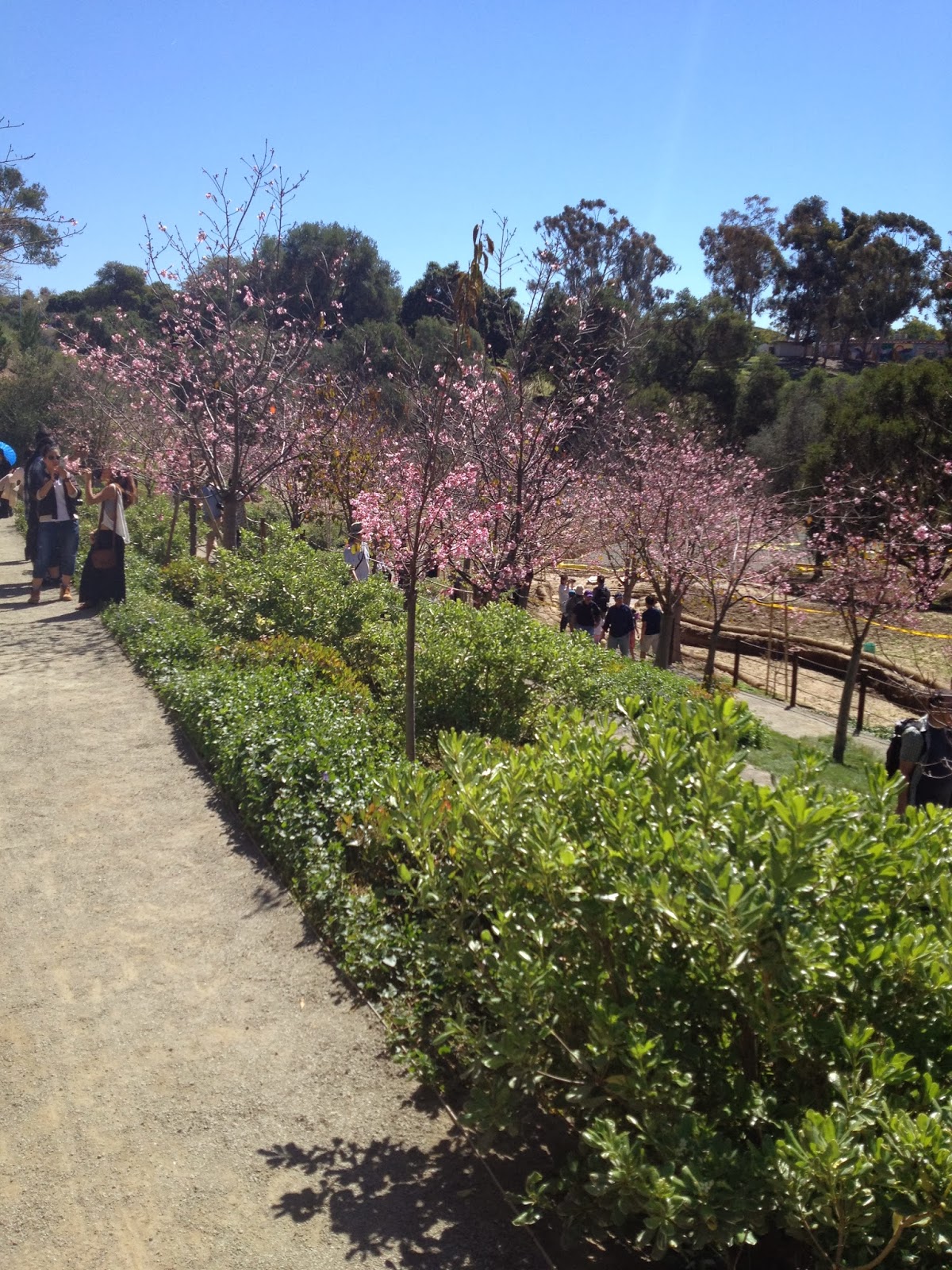wildharpy PHOTOPOST 9th Cherry Blossom Festival at Balboa Park