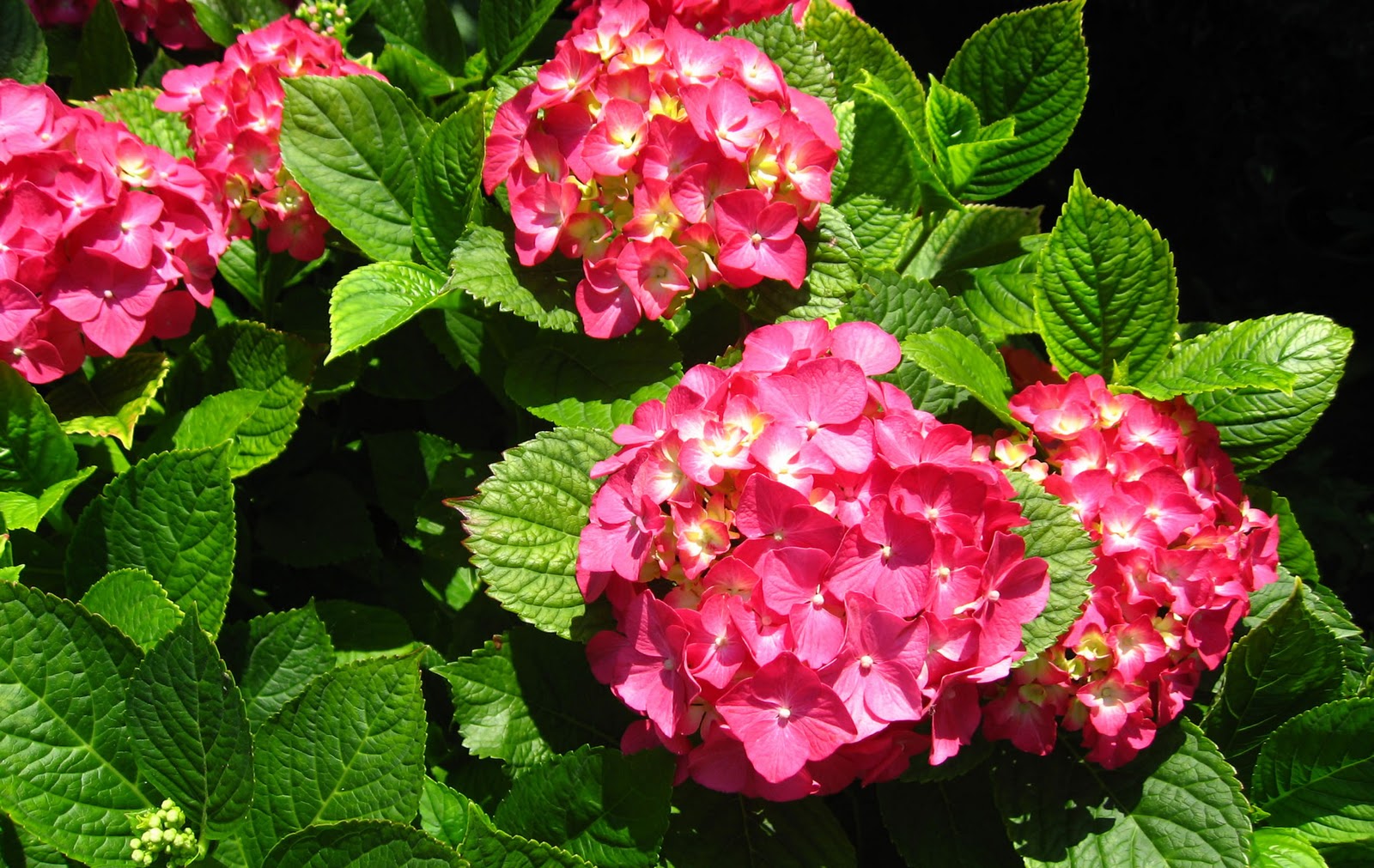 biojojo: Hortensia (Hydrangea macrophylla)