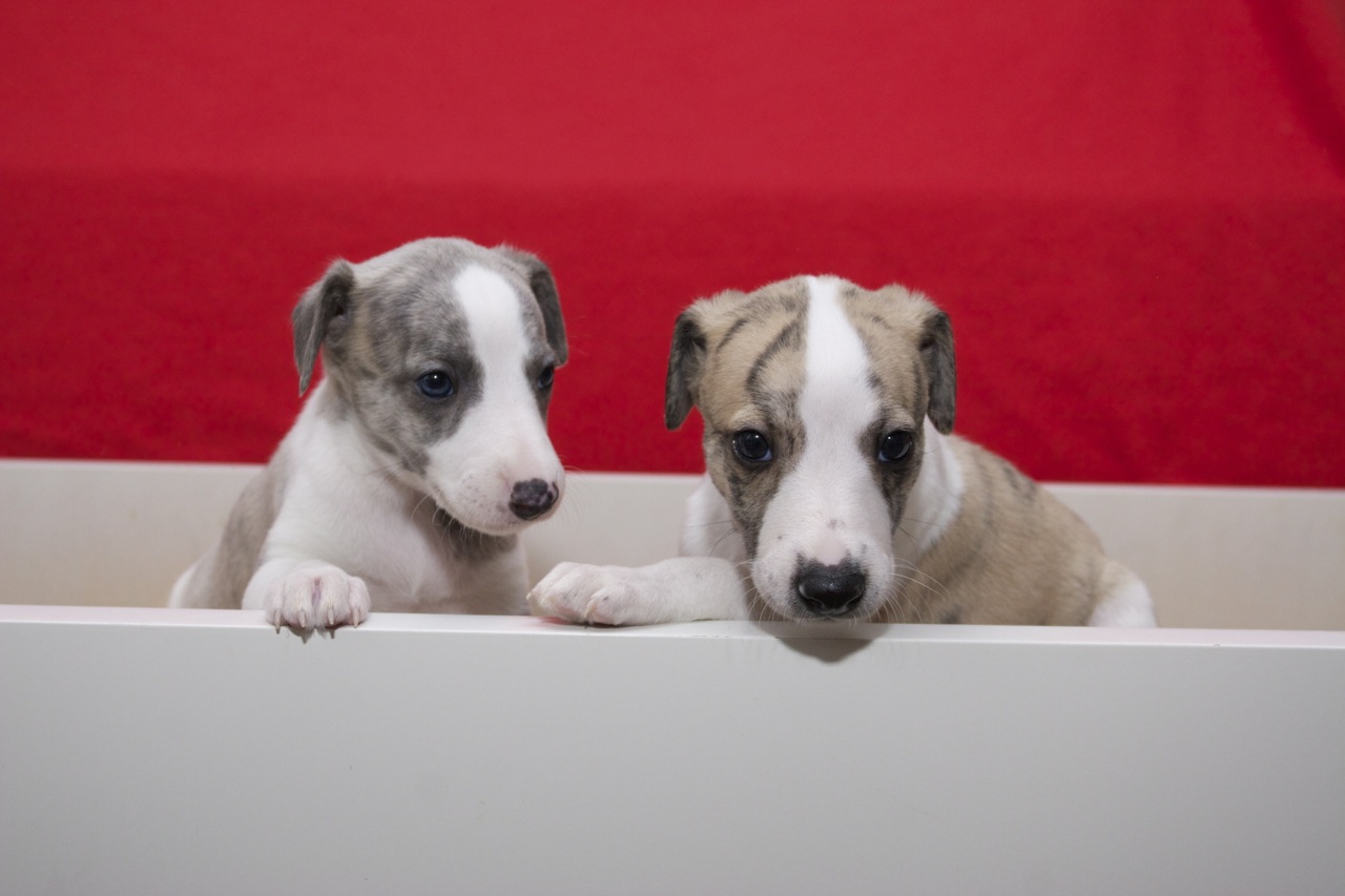 Whippet kennel Tenderline Mali kobacajčki, njihov 33. dan
