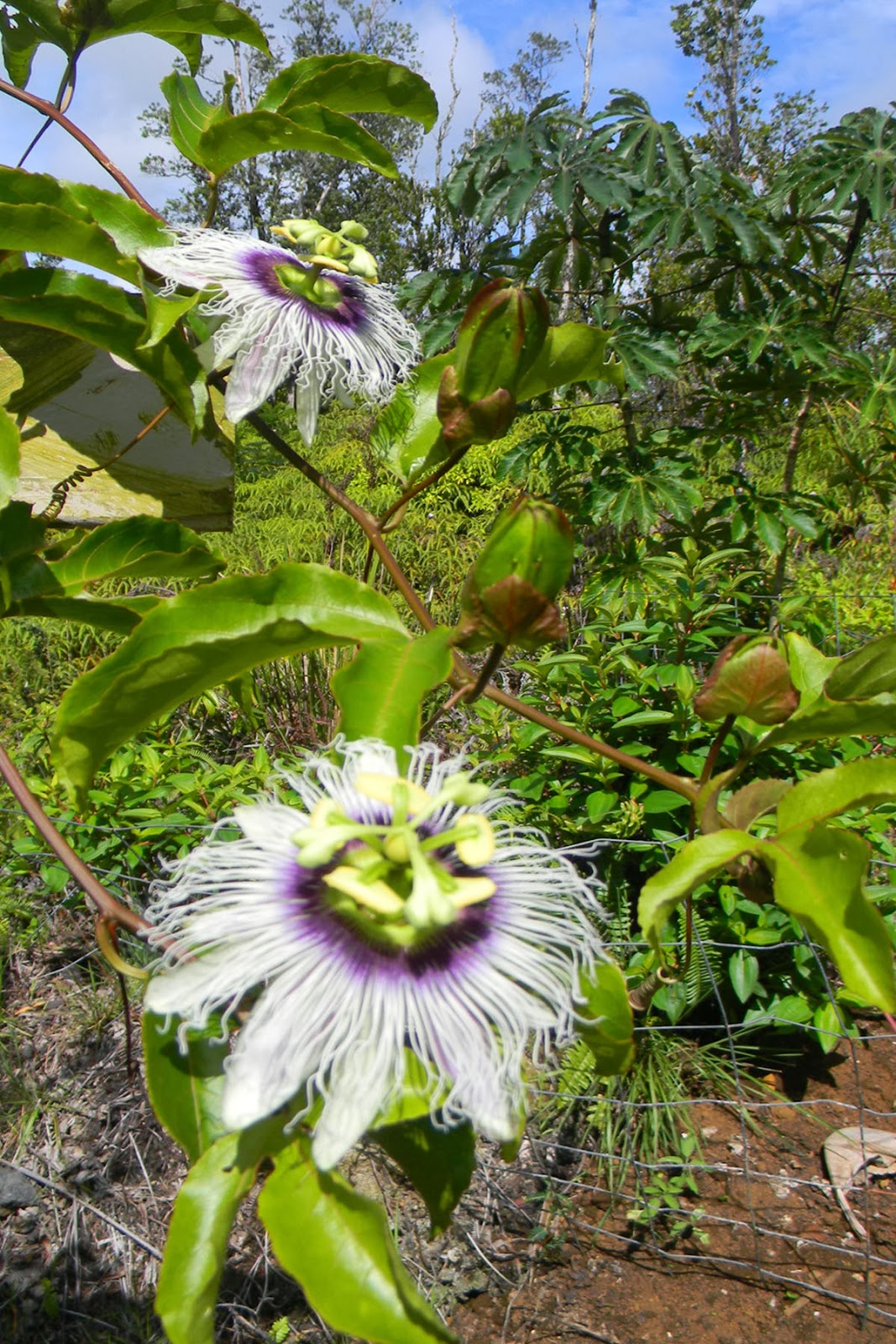 Haysmer Hawaii Lilikoi (Passion Fruit)