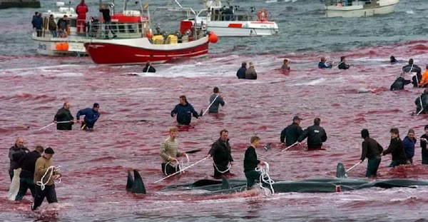 Masacre de ballenas y delfines en Dinamarca Masacre de ballenas y delfines en Dinamarca