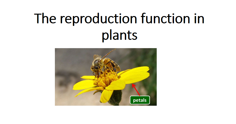 3. The reproduction function in plants 4th Grade