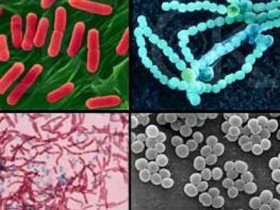 Come capire ruolo batteri evoluzione ecosistemi