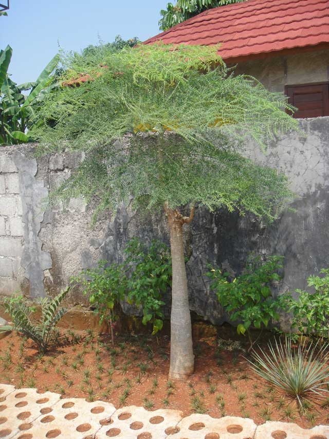 JUAL POHON KELOR AFRIKA - MORINGA THOUARSII - JUAL TANAMAN HIAS