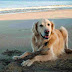 Τι βρήκε σκύλος σε παραλία της Κέρκυρας...